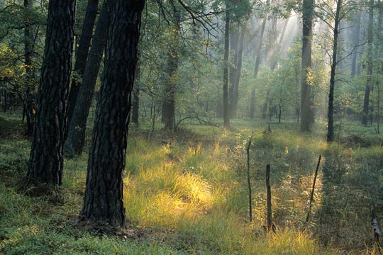 Kampinoský národní park 